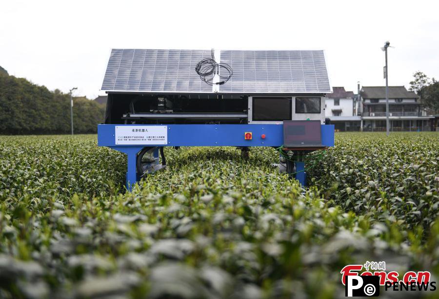 Tea picking robot operates in harvest season