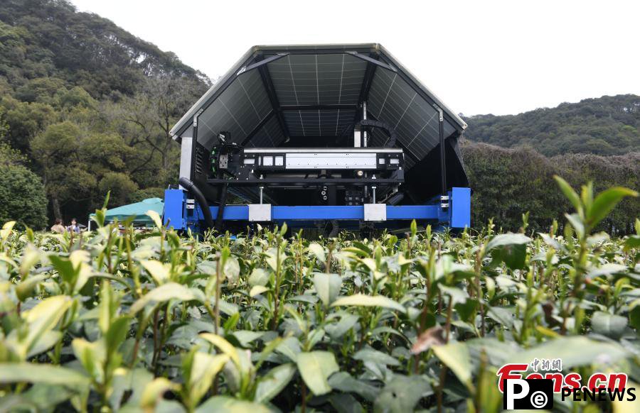 Tea picking robot operates in harvest season