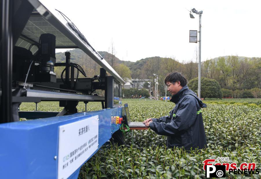 Tea picking robot operates in harvest season
