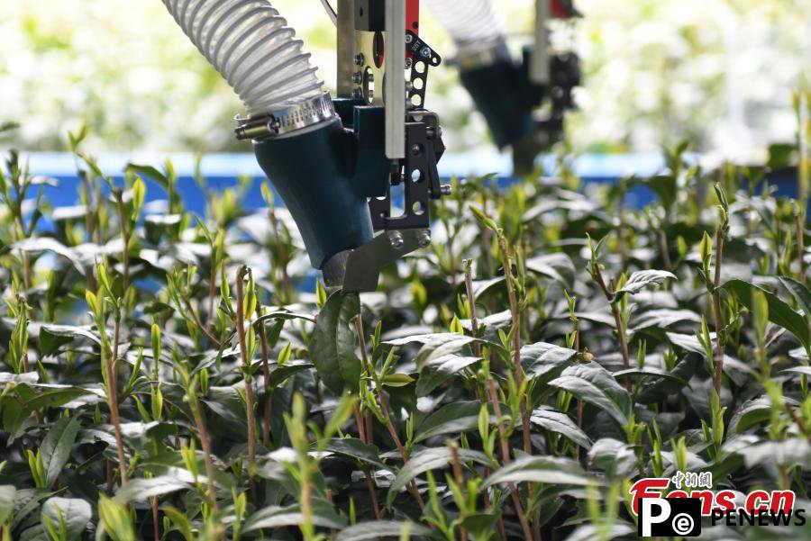 Tea picking robot operates in harvest season
