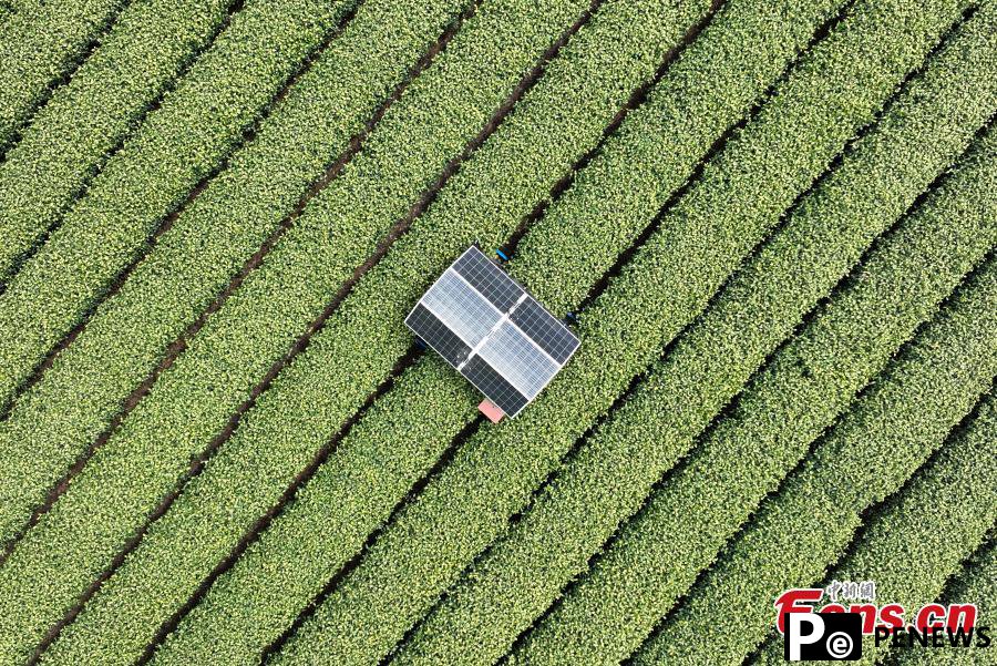 Tea picking robot operates in harvest season