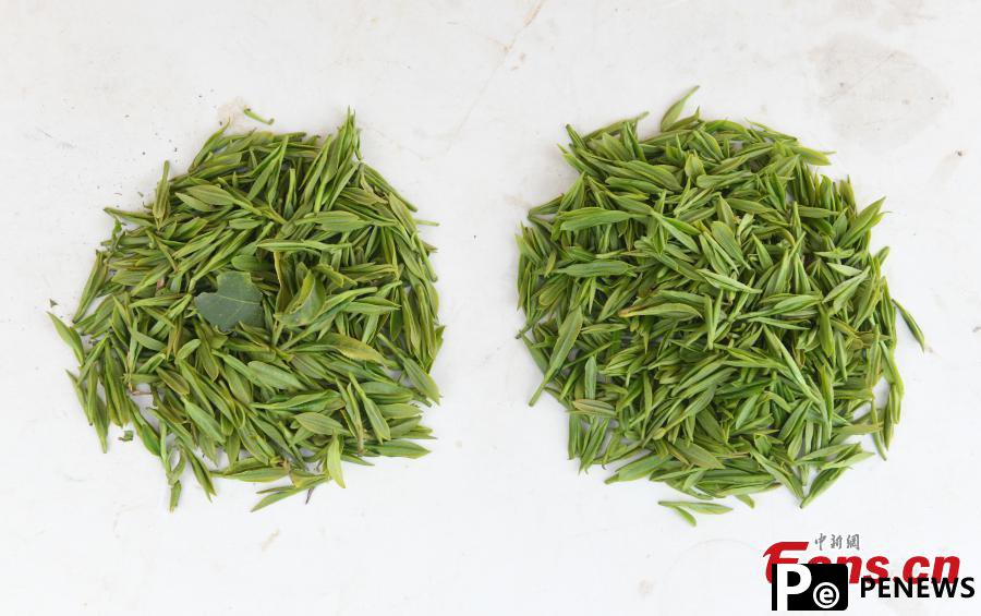 Tea picking robot operates in harvest season