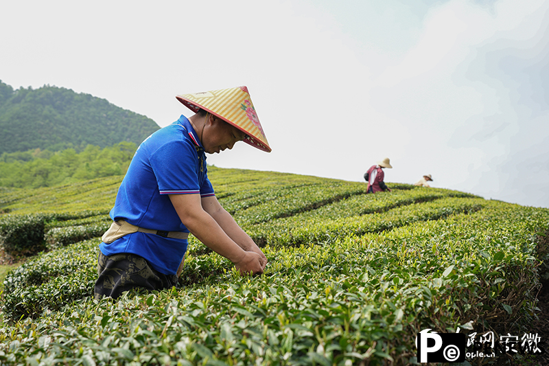Tech facilitates thriving tea industry in Dongzhi, E China