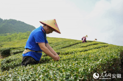 Tech facilitates thriving tea industry in Dongzhi, E China's Anhui