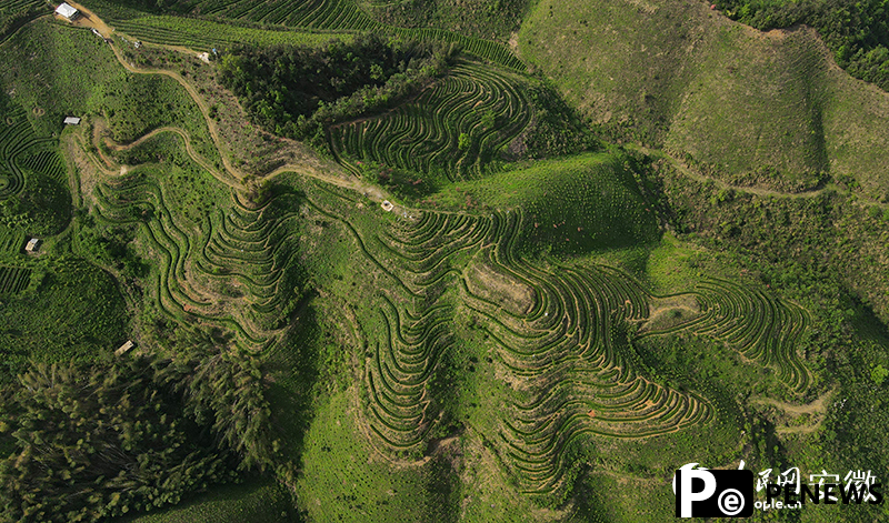 Tech facilitates thriving tea industry in Dongzhi, E China