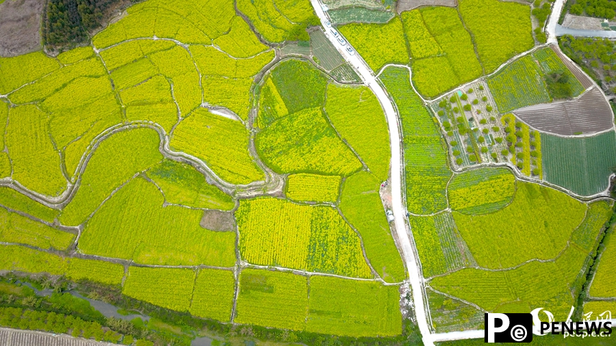 In pics: rapeseed flowers in full bloom in village in SE China