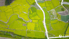 In pics: rapeseed flowers in full bloom in village in SE China's Fujian