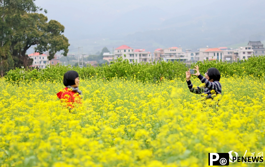 In pics: rapeseed flowers in full bloom in village in SE China