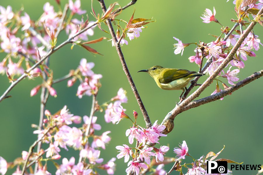 In pics: Blooming cherry blossoms in Xiamen