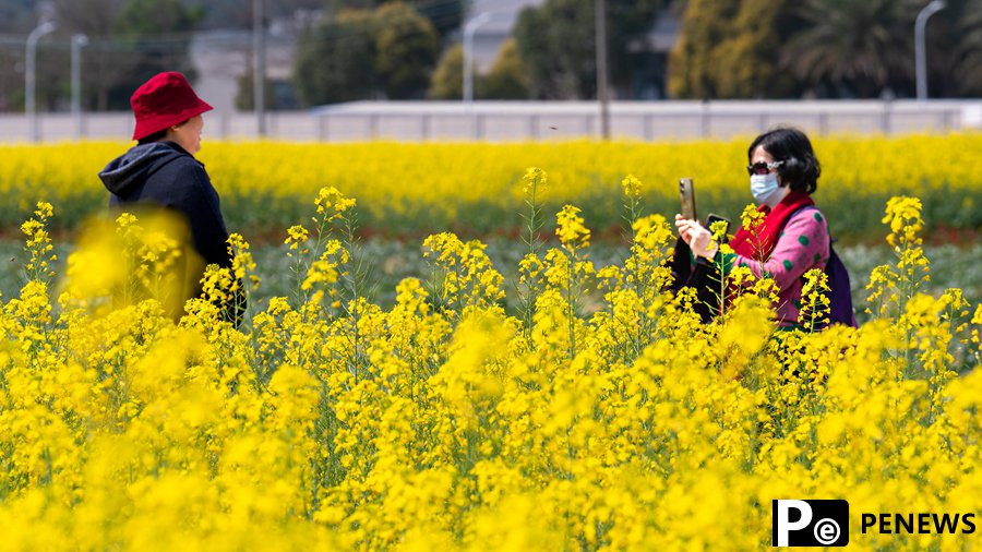 In pics: Sea of rapeseed flowers usher in springtime in SE China