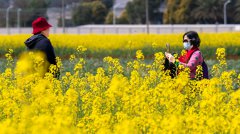 In pics: Sea of rapeseed flowers usher in springtime in SE China's Xiamen