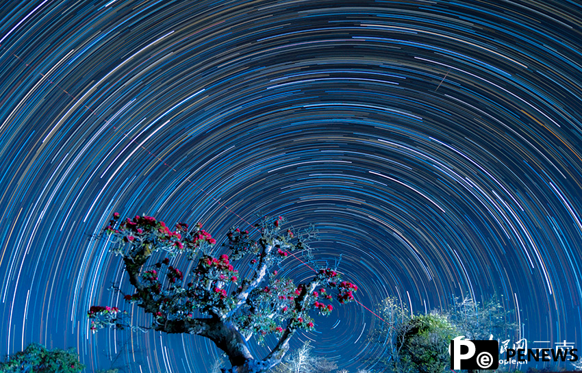 Romantic spectacle of rhododendrons coexisting with star trails in SW China