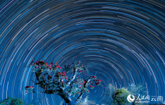 Romantic spectacle of rhododendrons coexisting with star trails in SW China's Yunnan