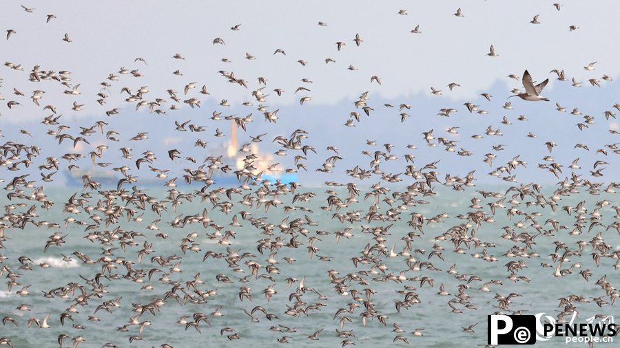 Flocks of birds seen around sea in SE China
