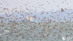 Flocks of birds seen around sea in SE China's Xiamen