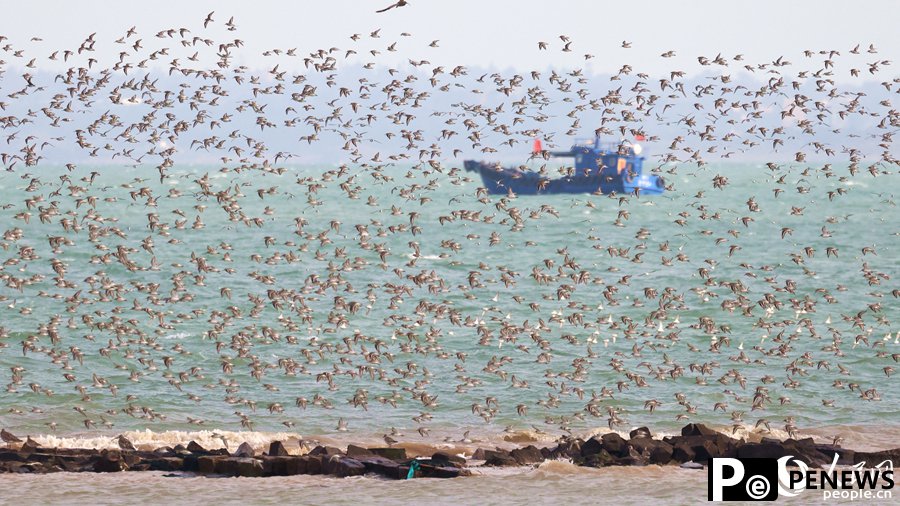 Flocks of birds seen around sea in SE China