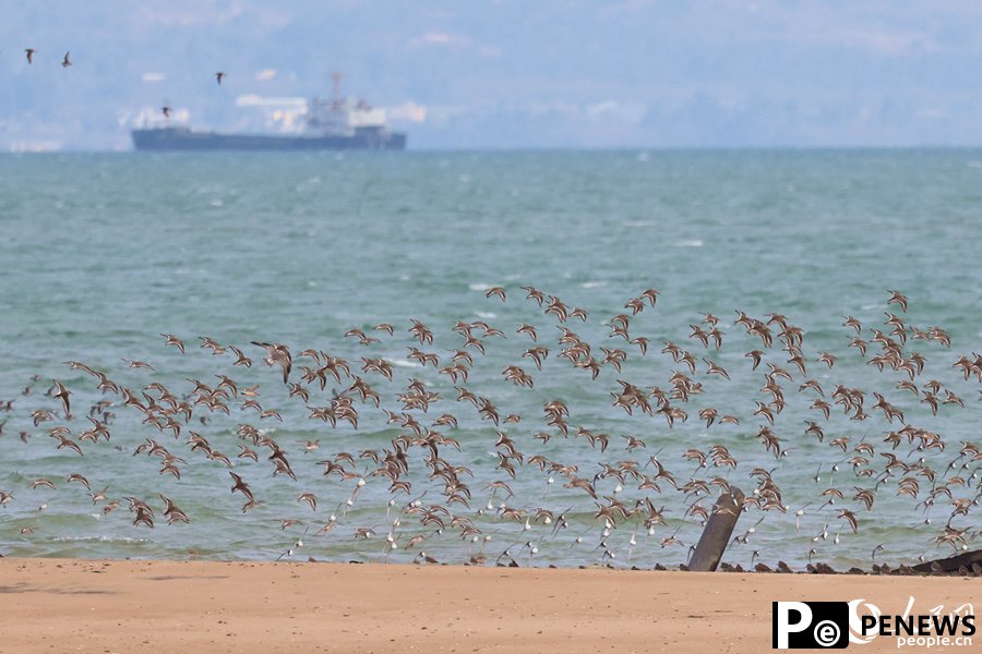 Flocks of birds seen around sea in SE China