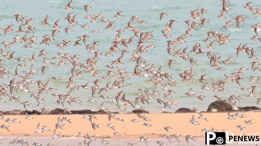 Flocks of birds seen around sea in SE China