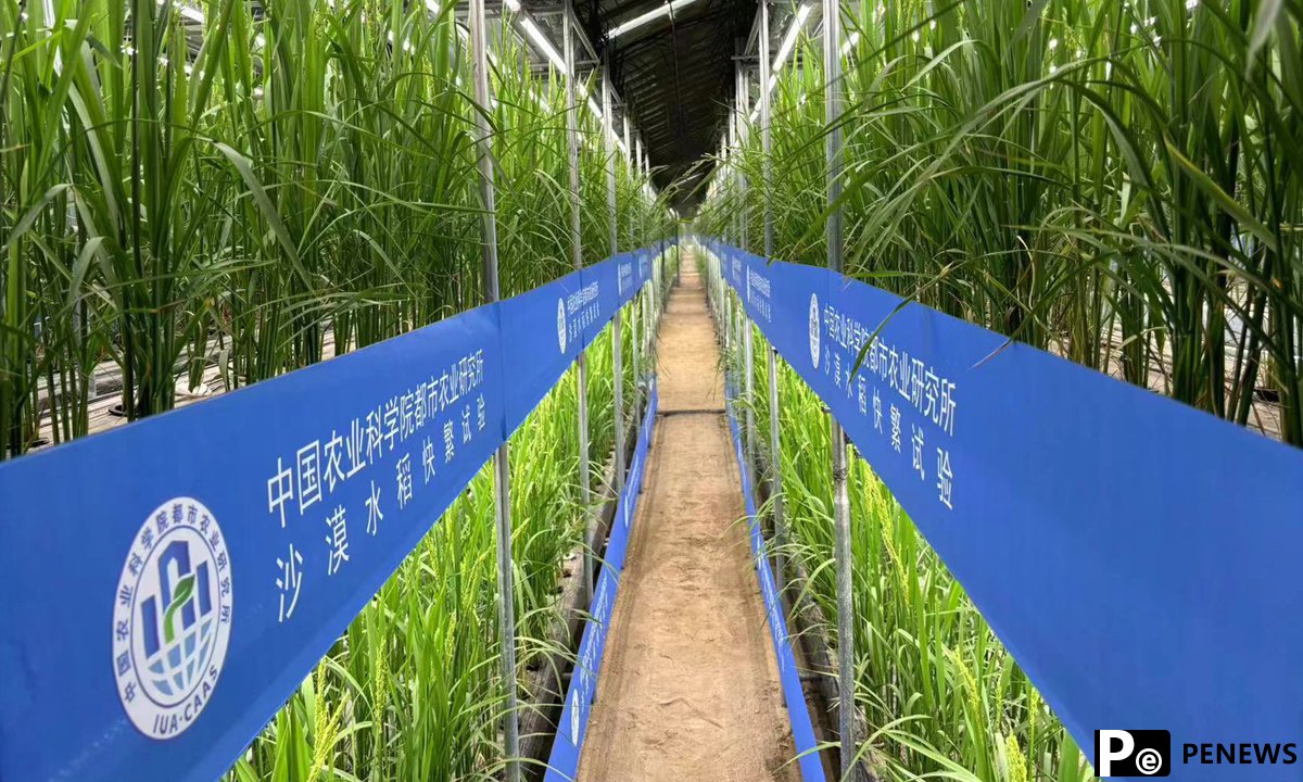 Chinese scientists develop fast breeding rice in Xinjiang desert greenhouses