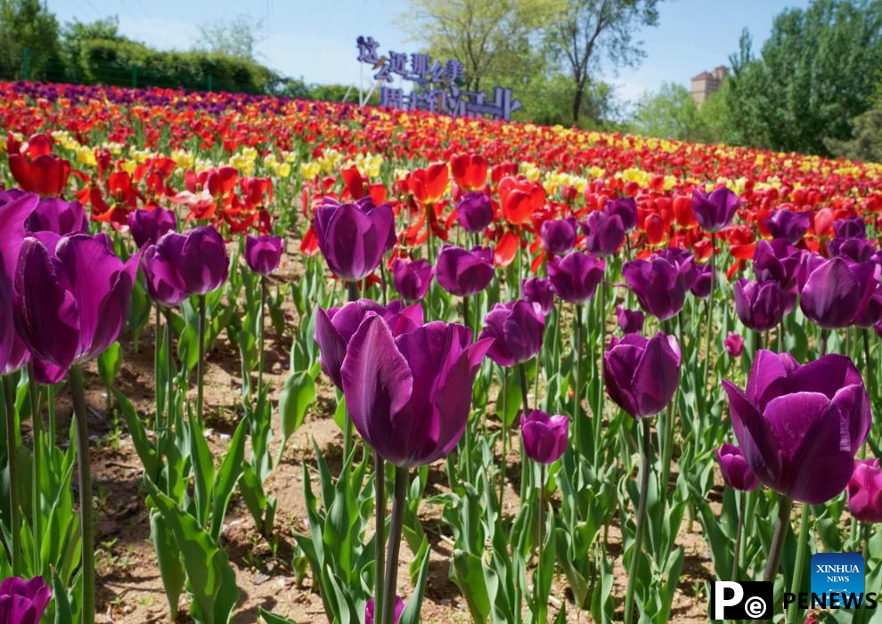 Feast your eyes on tulips in north China