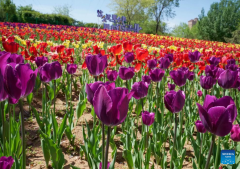 Feast your eyes on tulips in north China