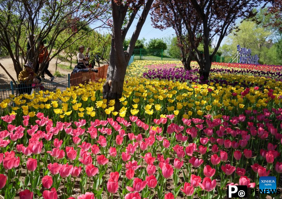 Feast your eyes on tulips in north China