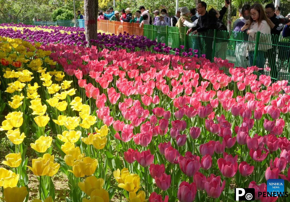 Feast your eyes on tulips in north China