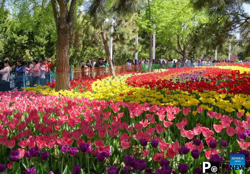 Feast your eyes on tulips in north China
