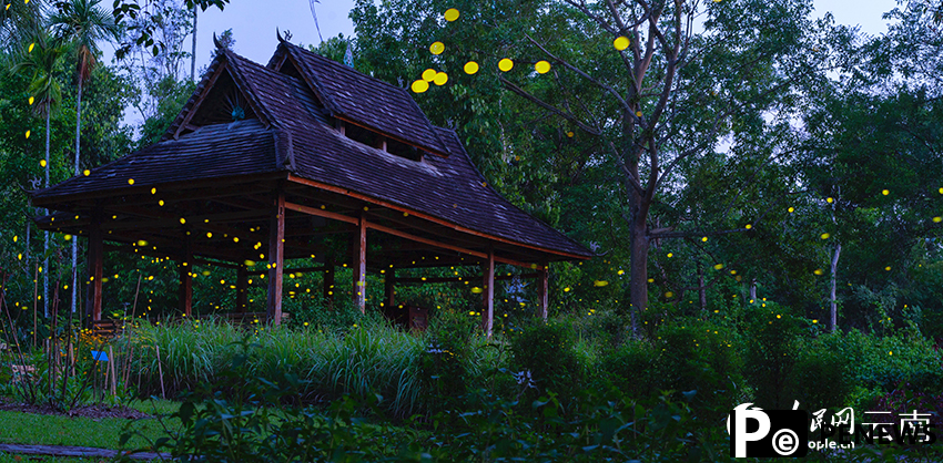 Romantic! Fireflies dance in the trees in SW China