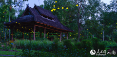 Romantic! Fireflies dance in the trees in SW China's Yunnan