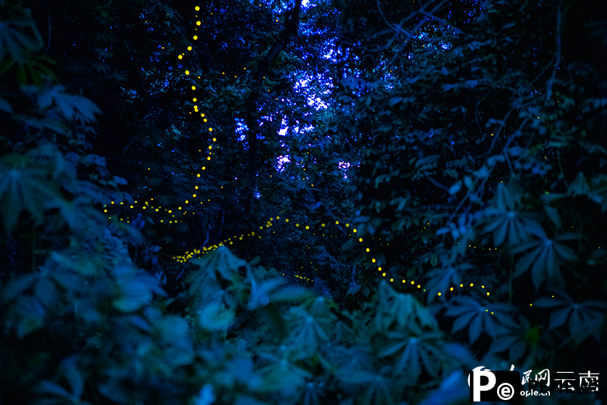 Romantic! Fireflies dance in the trees in SW China
