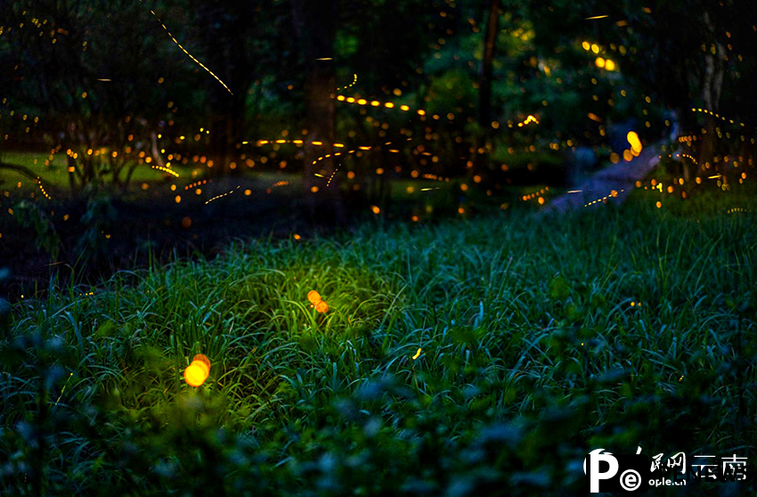 Romantic! Fireflies dance in the trees in SW China