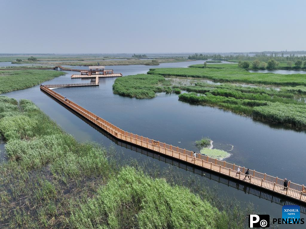 Water quality of Baiyangdian Lake in north China improves after protection activities