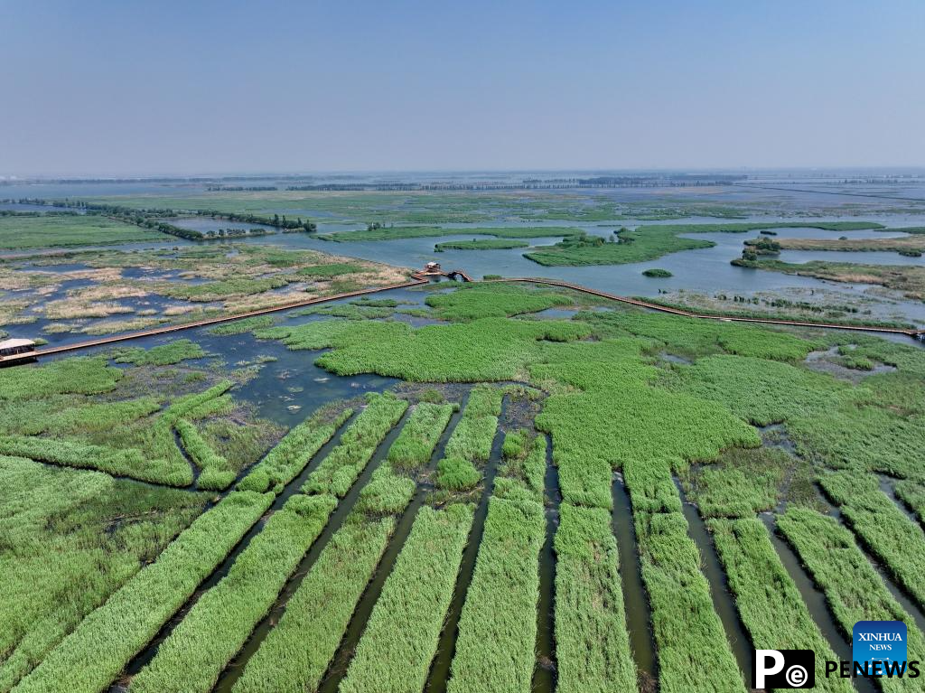 Water quality of Baiyangdian Lake in north China improves after protection activities