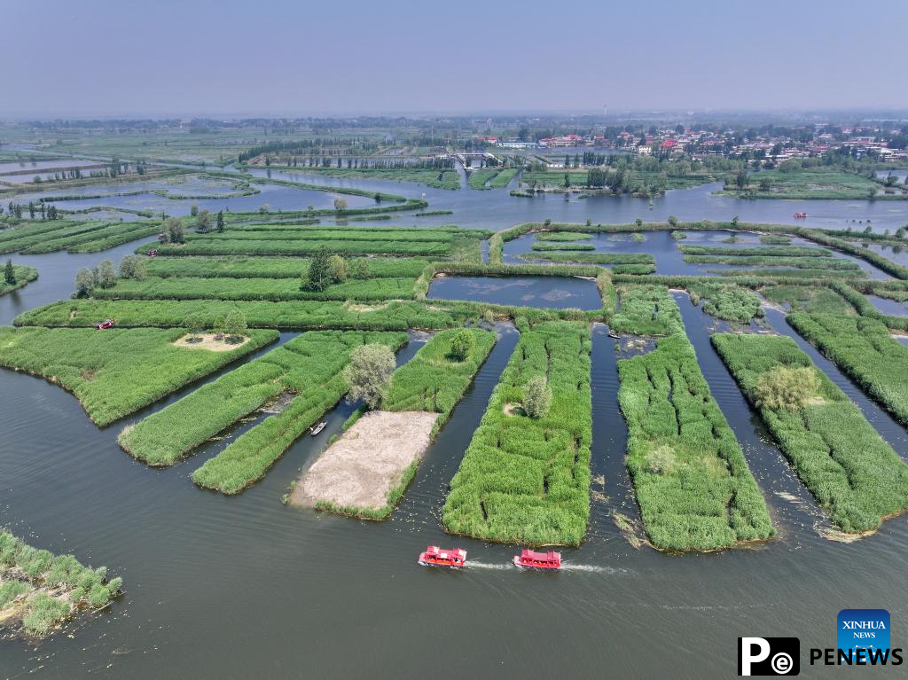 Water quality of Baiyangdian Lake in north China improves after protection activities