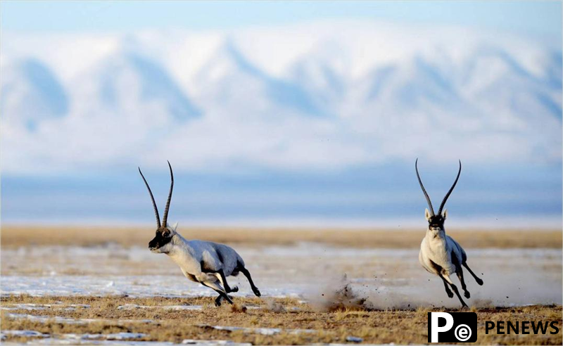 Tibetan antelopes start annual migration in NW China