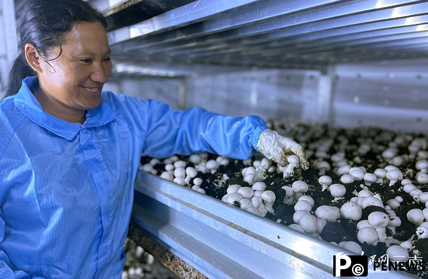In pics: Workers pick fresh Agaricus bisporus in S China