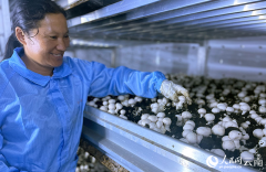 In pics: Workers pick fresh Agaricus bisporus in S China's Yunnan