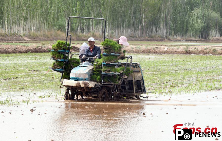 Saltwater rice transplanted in Xinjiang