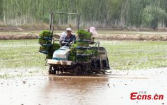 Saltwater rice transplanted in Xinjiang