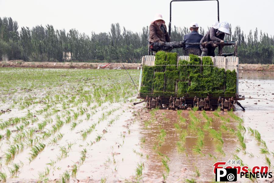 Saltwater rice transplanted in Xinjiang