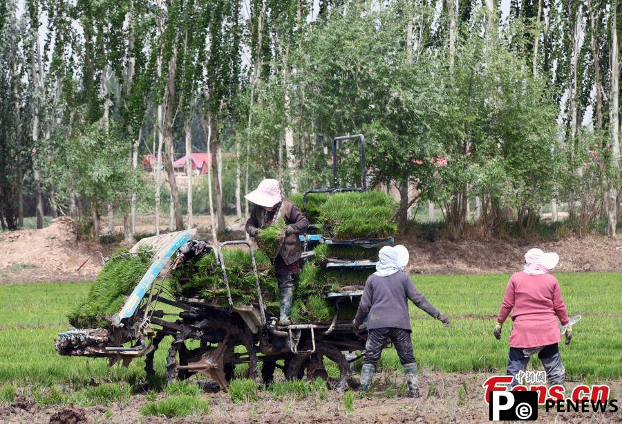 Saltwater rice transplanted in Xinjiang