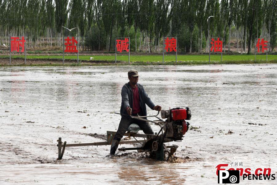 Saltwater rice transplanted in Xinjiang