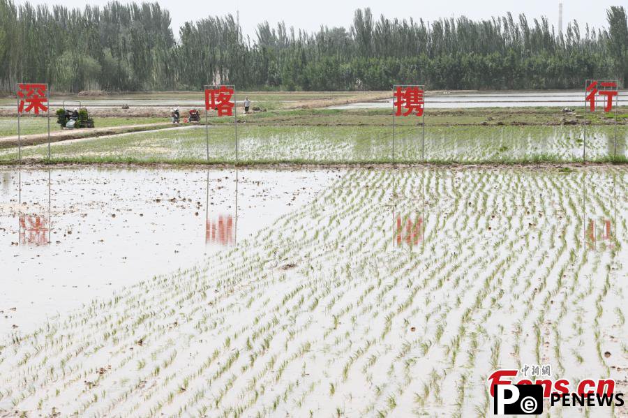 Saltwater rice transplanted in Xinjiang