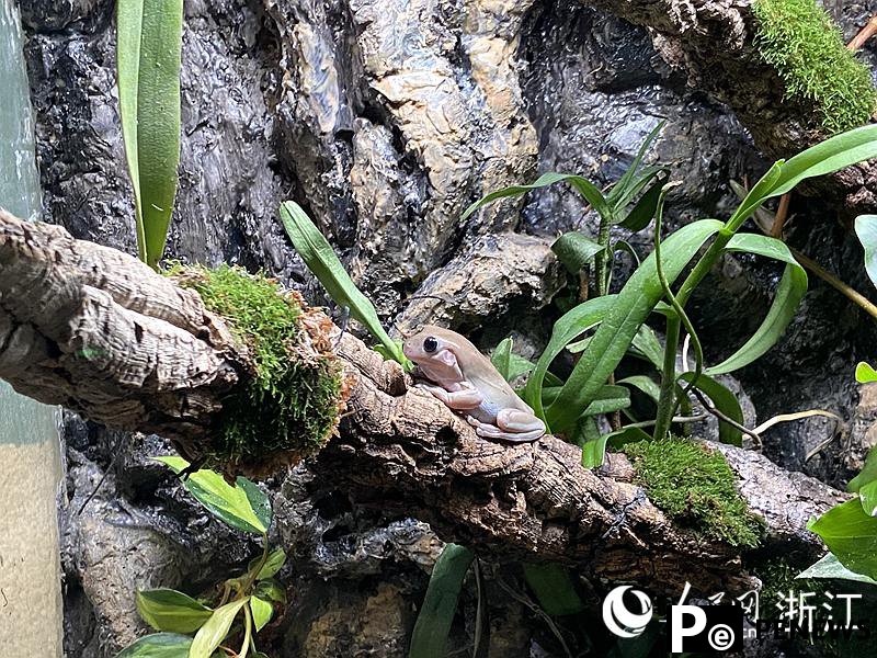 National Wetland Museum reopens with expanded exhibits in E China