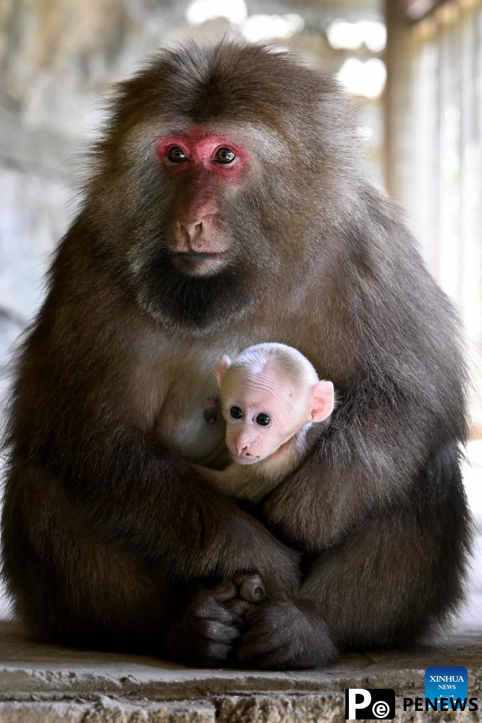 Primate research team of Anhui University protects unique species in Huangshan