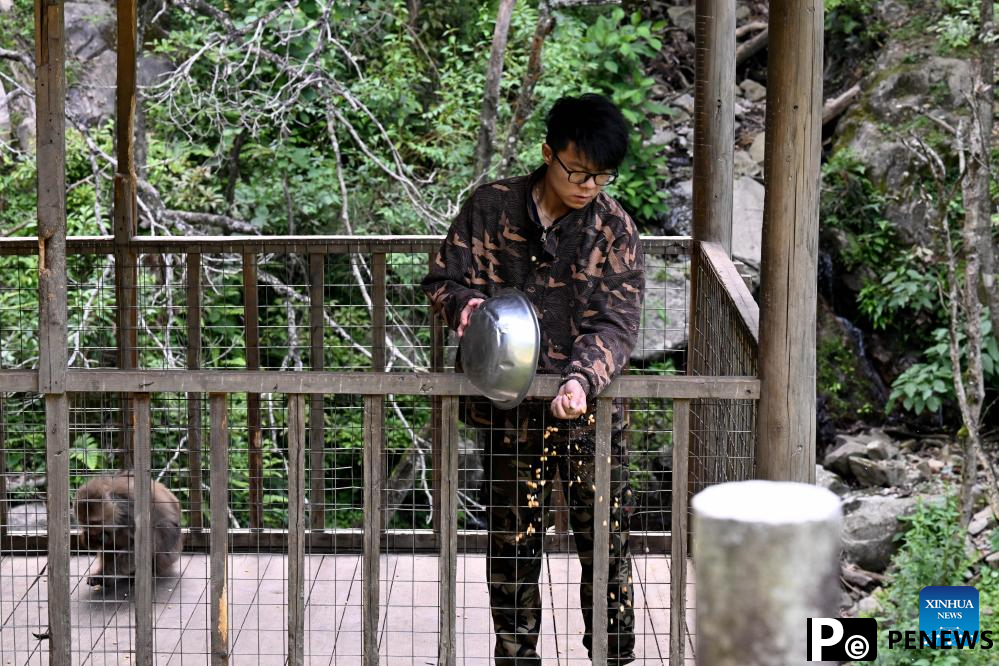 Primate research team of Anhui University protects unique species in Huangshan
