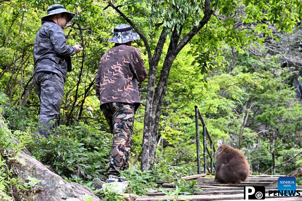 Primate research team of Anhui University protects unique species in Huangshan