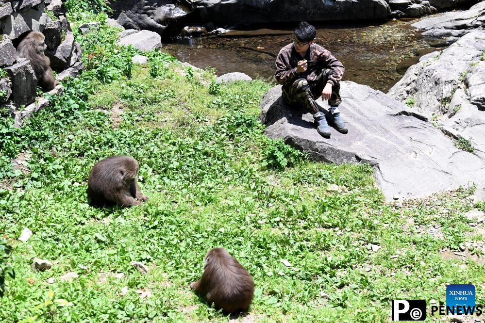 Primate research team of Anhui University protects unique species in Huangshan