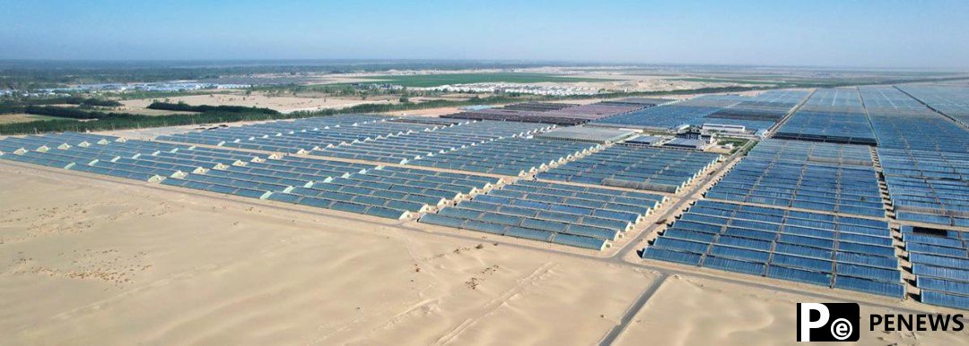 Chinese scientists succeed in speed rice breeding in desert greenhouses